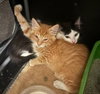 Heathcliff (& Felix) - Photo 3