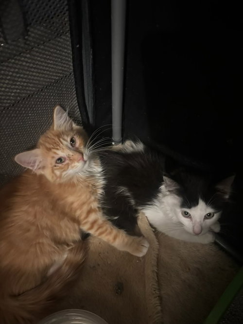 HEATHCLIFF (& FELIX) - Domestic Medium Hair available for adoption