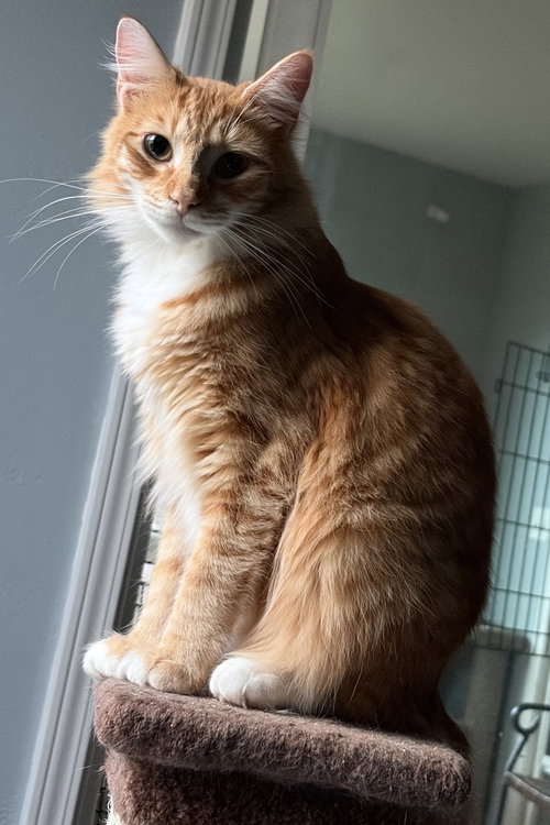 picture of the cat needing adoption