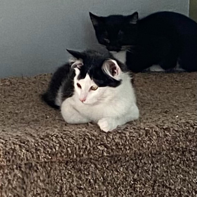 Felix (& Heathcliff) Image