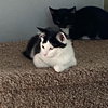 Felix (& Heathcliff) - Photo 1