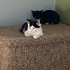 Felix (& Heathcliff) - Photo 2