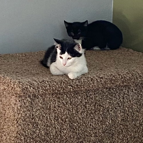 FELIX (& HEATHCLIFF) - Domestic Short Hair available for adoption