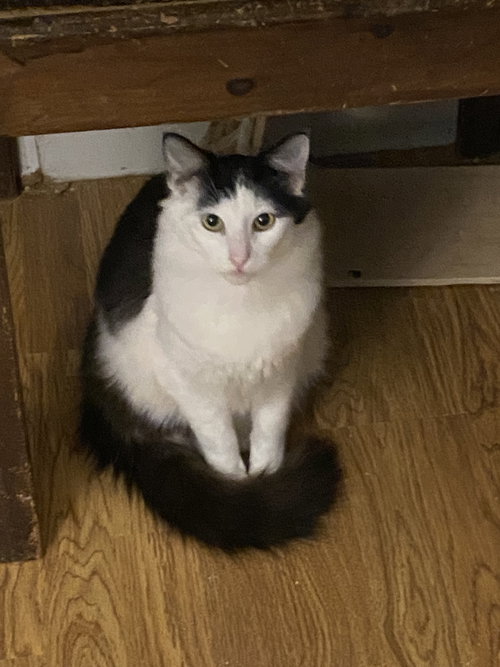 picture of the cat needing adoption