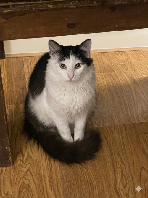 Felix (& Heathcliff), an adoptable Domestic Short Hair in Castro Valley, CA