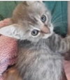 Willow (& Mr Hanks) - Photo 6