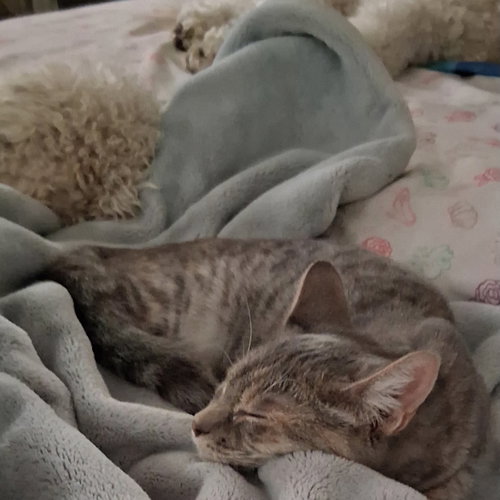 Photo 4 of Willow (& Poppy)