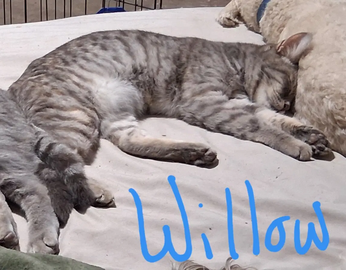 Willow  Poppy image 3