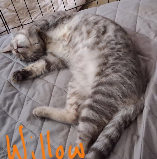 Willow (& Poppy), an adoptable Domestic Short Hair in Castro Valley, CA