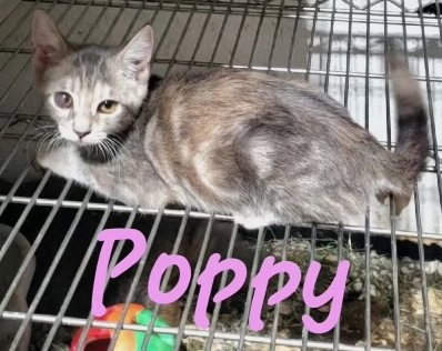 POPPY (& IRIS) - Dilute Tortoiseshell available for adoption