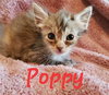 Poppy (& Iris) - Photo 3