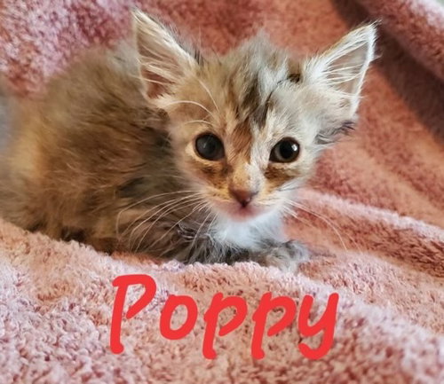 Photo 5 of Poppy (& Willow)