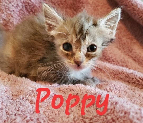 Poppy (& Iris)