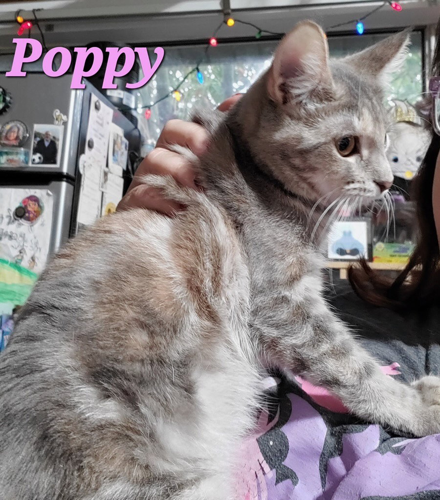 Poppy (& Iris) Image