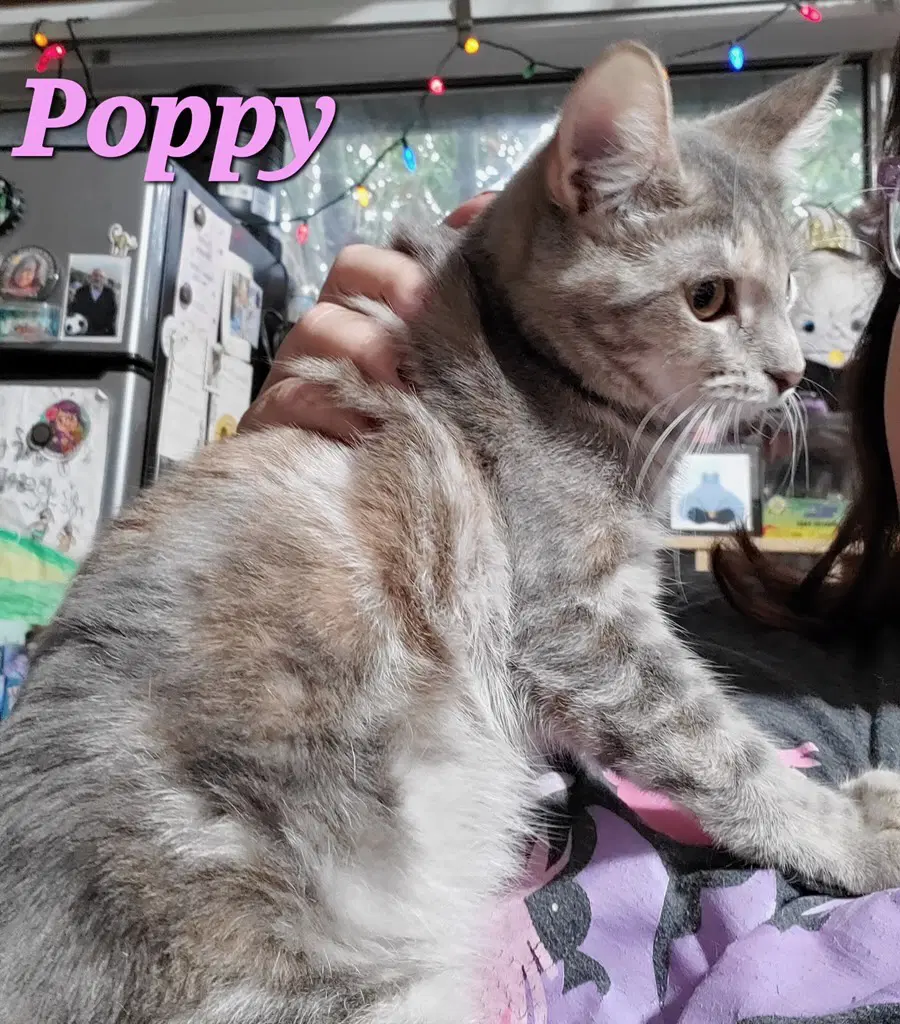 Poppy  Willow - Dilute Tortoiseshell