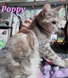 Poppy (& Iris) - Photo 1