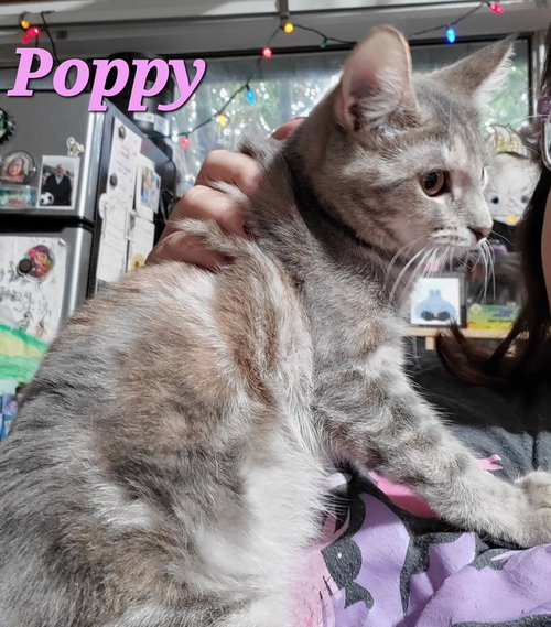 POPPY (& IRIS) - Dilute Tortoiseshell available for adoption