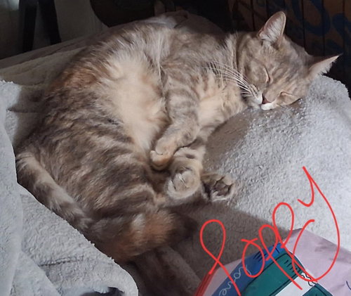 Photo 2 of Poppy (& Willow)
