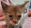 Iris (& Poppy) - Photo 5