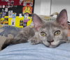 Iris (& Poppy) - Photo 2