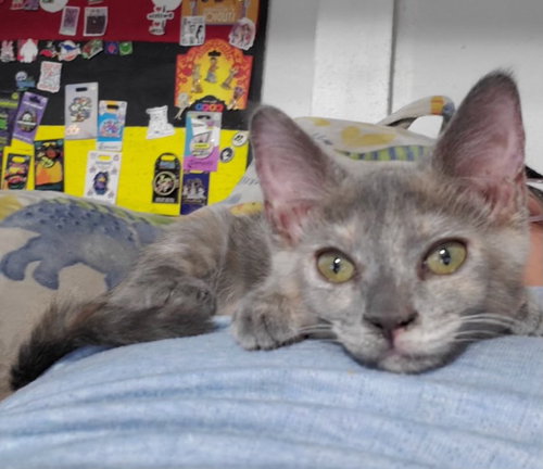 IRIS (& POPPY) - Dilute Tortoiseshell available for adoption