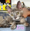 Iris (& Poppy) - Photo 3