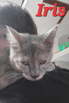 Iris (& Poppy) - Photo 1