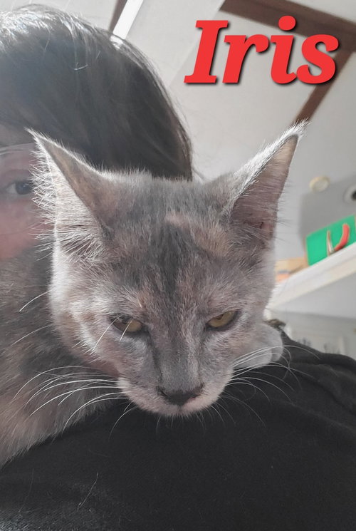IRIS (& POPPY) - Dilute Tortoiseshell available for adoption