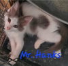 Mr Hanks (& Willow) - Photo 5
