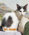 Mr Hanks (& Willow) - Photo 1