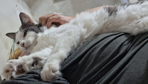 picture of the cat needing adoption