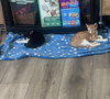Goofy (and Tigger) - Photo 6