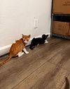 Goofy (and Tigger) - Photo 4