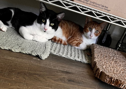 GOOFY (AND TIGGER) - Domestic Short Hair available for adoption