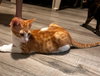 Tigger (and Goofy) - Photo 1