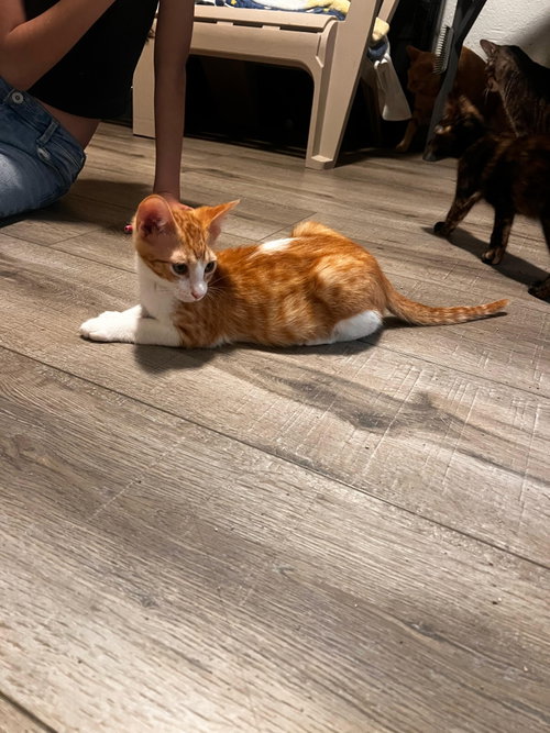 Photo 5 of Tigger (and Goofy)