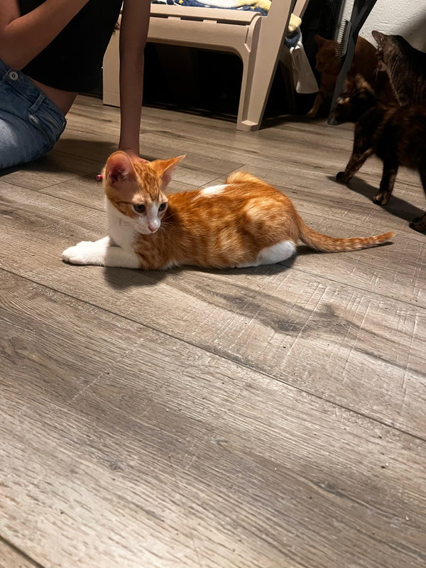 Tigger (and Goofy)