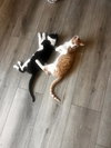 Tigger (and Goofy) - Photo 3