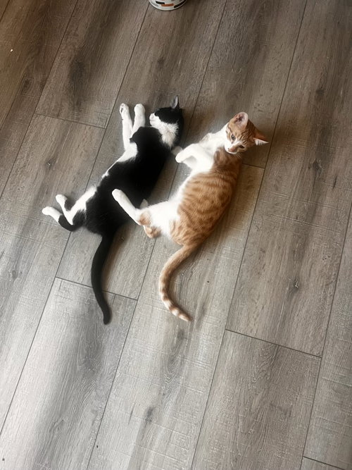 Photo 3 of Tigger (and Goofy)