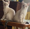 Sugar - Photo 5