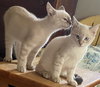 Sugar - Photo 6