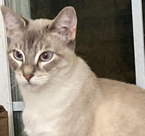 picture of the cat needing adoption