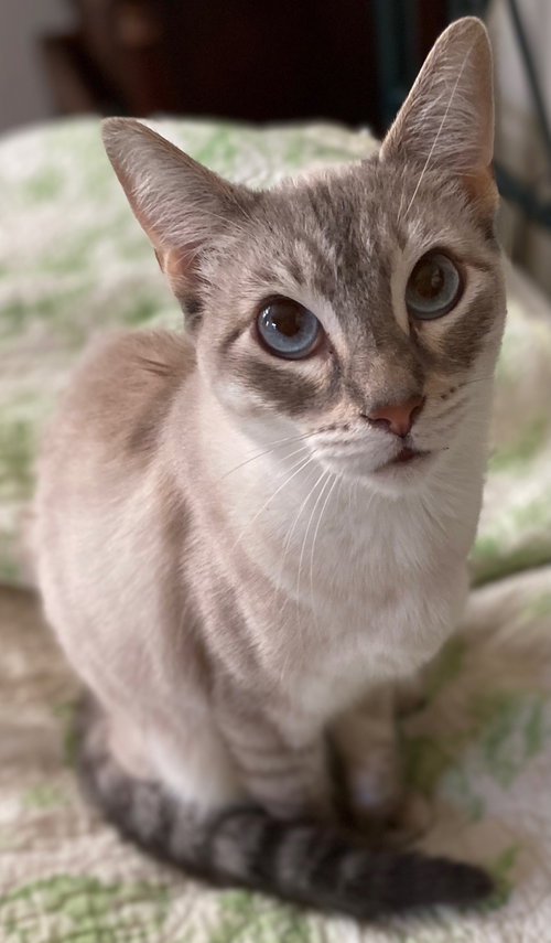 Sugar, an adoptable Siamese in Castro Valley, CA