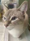 Sugar - Photo 4