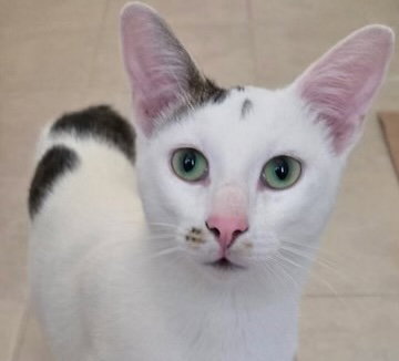 picture of the cat needing adoption