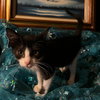 Gumdrop (& Lucky) - Photo 1