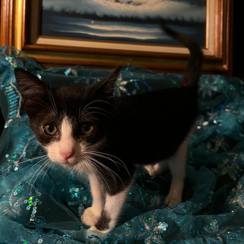 picture of the cat needing adoption