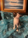 Gumdrop (& Lucky) - Photo 2