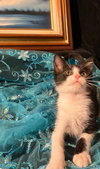 Gumdrop (& Lucky) - Photo 3