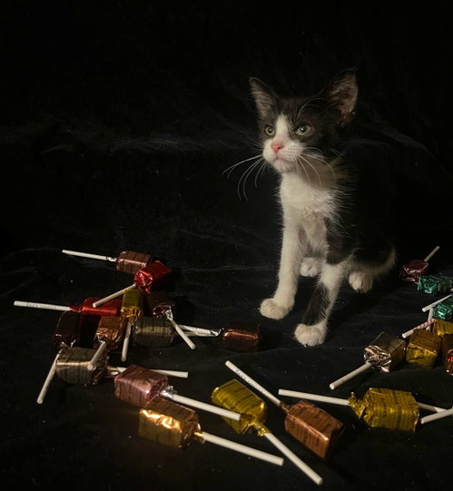 Photo 5 of Gumdrop (& Lucky)